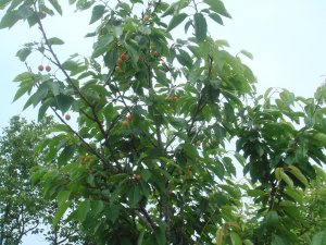 采摘節之嬌艷欲滴櫻桃果